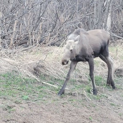 Kincaid Park by null