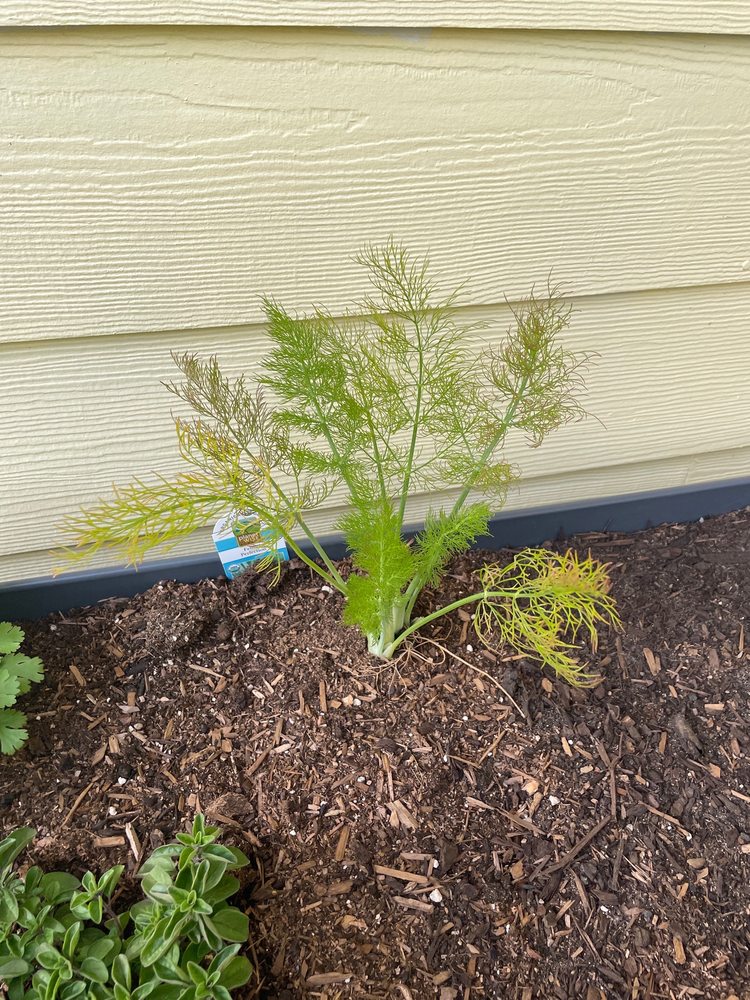 GARLAND NURSERY 34 Photos & 28 Reviews 5470 NE Hwy 20, Corvallis