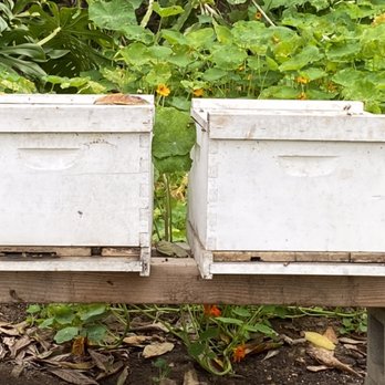 Bee Removal Logics - Bee hive box - Pest Control Near Me