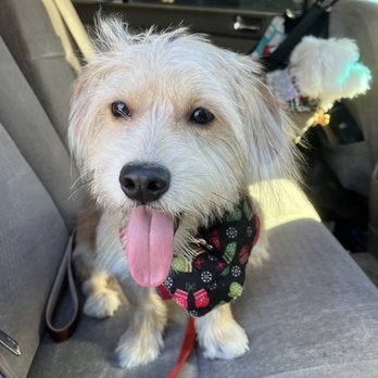 Doggie Dos - Thor after his bath and clean up by Britney - Pet Groomers Near Me - La Mesa, California Doggie Dos - Thor after his bath and clean up by Britney - Pet Groomers Near Me - La Mesa, California