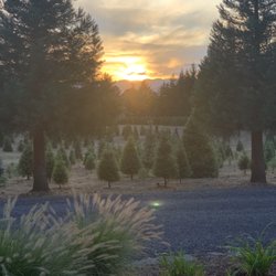 Oak Hill Tree Farm - A view of our Christmas Tree Farm at sunset.