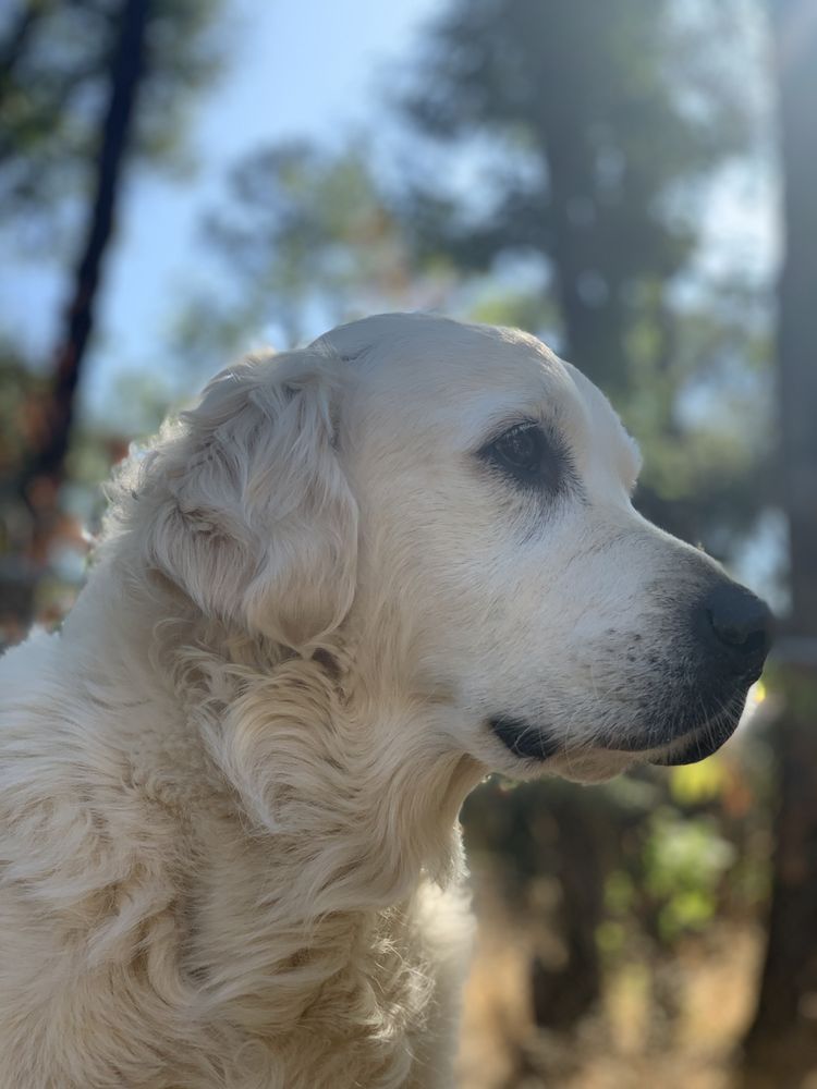Happy Tails Petsitting - pet boarding facility in Placerville, CA