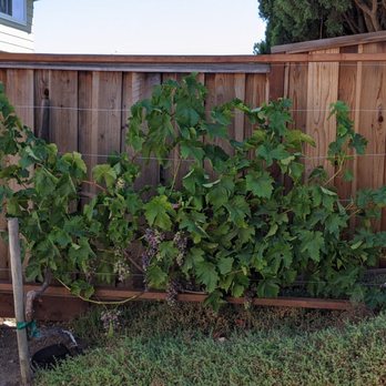 Flores Gardening - Grape arbor along fence - Gardeners Near Me Flores Gardening - Grape arbor along fence - Gardeners Near Me