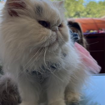 Bajah's Cat Cafe - Cafes Near Me - Tiverton, Rhode Island