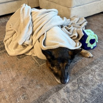 Santa Monica Veterinary Group - Emma healing from her operation feeling much better - Veterinarians Near Me - Santa Monica, California Santa Monica Veterinary Group - Emma healing from her operation feeling much better - Veterinarians Near Me - Santa Monica, California