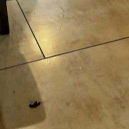 Closer view of cockroach.