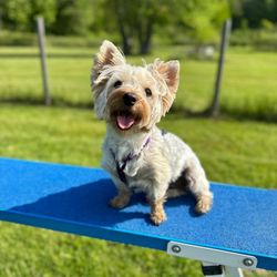 Brook Run Dog Camp