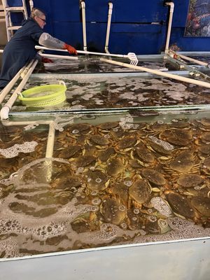 Alioto Lazio Fish Co by null