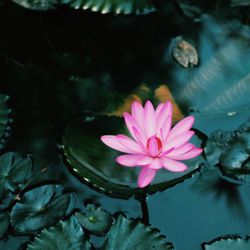 Northwest Community Acupuncture