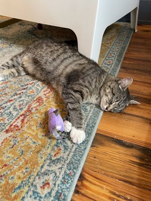Mac Tabby Cat Cafe - Charlotte by null