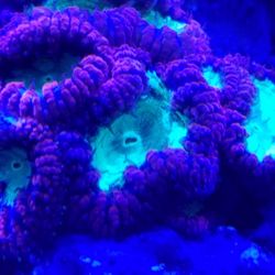 Dallas Aquarium Kings