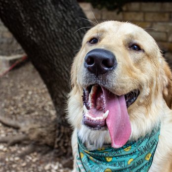 Taurus Academy Metric - Pet Training Near Me - Austin, Texas