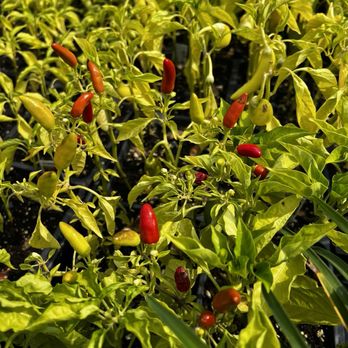 Cahill's Market - Fresh plants for sale - Salad Near Me - Bluffton, South Carolina Cahill's Market - Fresh plants for sale - Salad Near Me - Bluffton, South Carolina