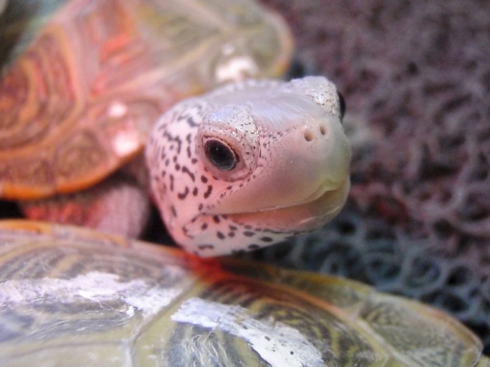 AVIAN AND EXOTIC HOME CARE 16 Photos Palm Beach Gardens, FL Yelp