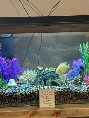 Golden Fish Aquariums