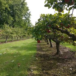 Apples of Glasgow