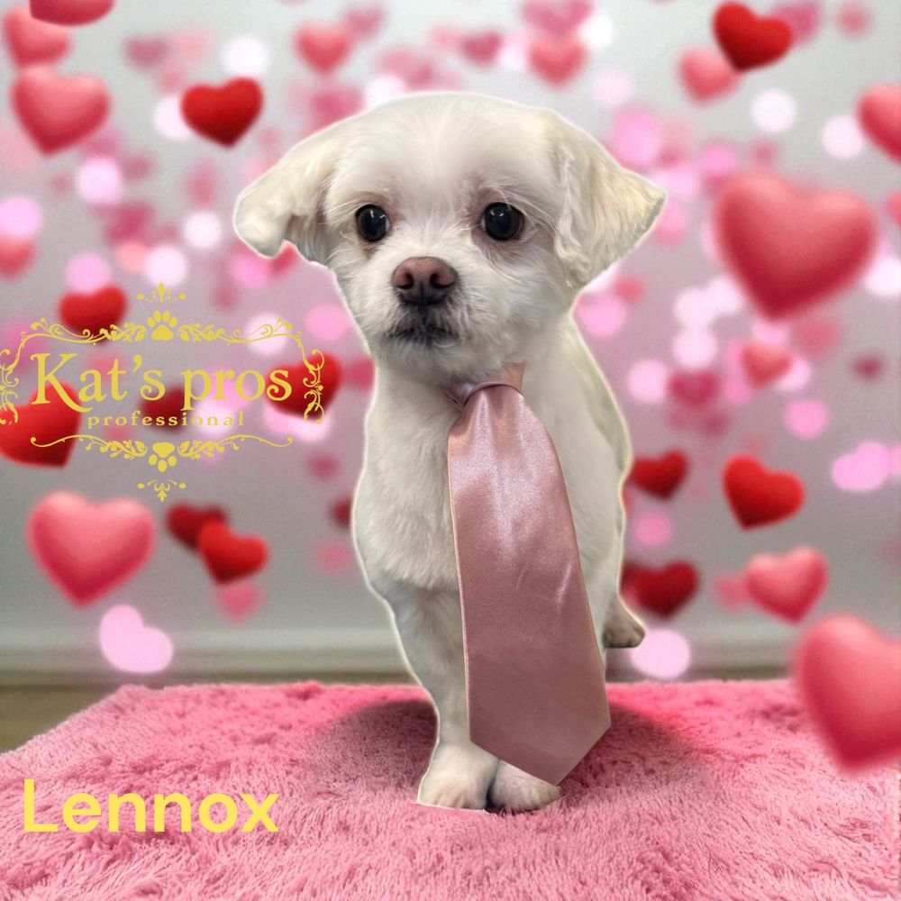 Kat’s Professional Grooming/ Image