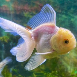 One of my new goldfish! One of my new goldfish!