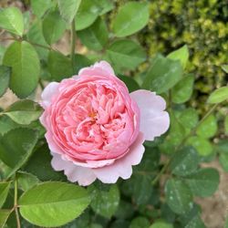 Belmont Nursery - David Austin alnwick rose.  I was excited to see the belmont nursery carried David Austin roses. Here she is in bloom.