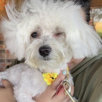Angelic Pet Services - My dog after grooming - Pet Groomers Near Me - Burleson, Texas Angelic Pet Services - My dog after grooming - Pet Groomers Near Me - Burleson, Texas