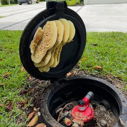 Miami Bee Removal
