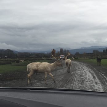 Olympic Game Farm - Filthy animals - Zoos Near Me - Sequim, Washington