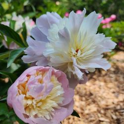 Schwartz Peony Garden