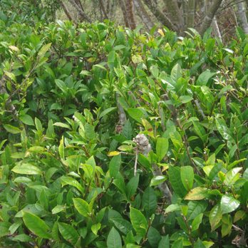 Maui Tea Farm - Farms Near Me - Kula, Hawaii