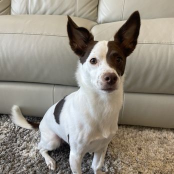Animal Medical Center - Pet: Stella - Veterinarians Near Me - Modesto, California Animal Medical Center - Pet: Stella - Veterinarians Near Me - Modesto, California