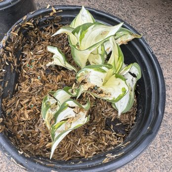 MCKAY NURSERY - Updated February 2026 - 46 Photos & 18 Reviews - 750 S