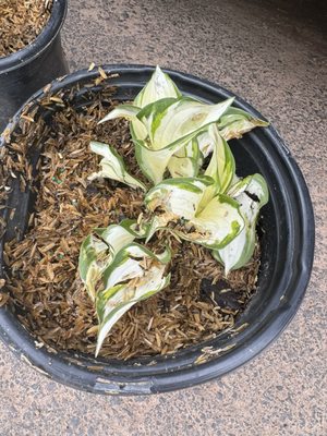 MCKAY NURSERY - Updated February 2026 - 46 Photos & 18 Reviews - 750 S Monroe St, Waterloo