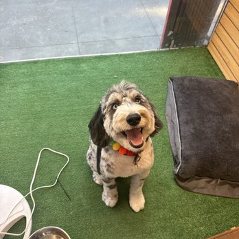 Grooming And More - Pet Stores Near Me - San Francisco, California