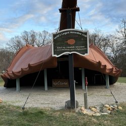 World's Largest Horseshoe Crab - Big crab