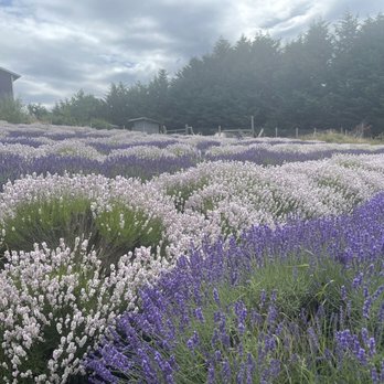 Purple Haze Lavender Farm - Flowers & Gifts Near Me - Sequim, Washington