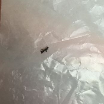 Mananas Mexican Food - The ant that was inside of my cup. - Mexican Near Me - Ramona, California