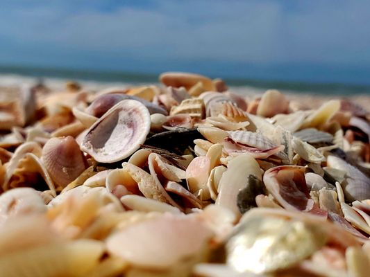 Clearwater Beach by null