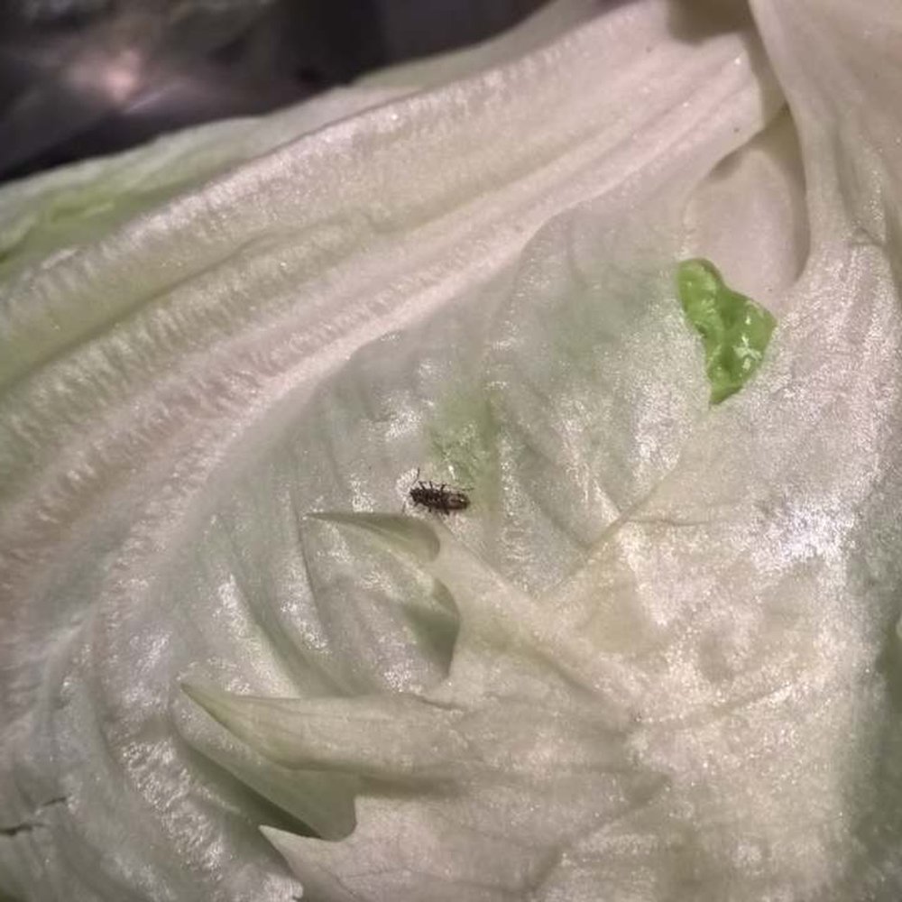 Fred Meyer - bug in lettuce - Grocery Near Me - Bellevue, Washington Fred Meyer - bug in lettuce - Grocery Near Me - Bellevue, Washington
