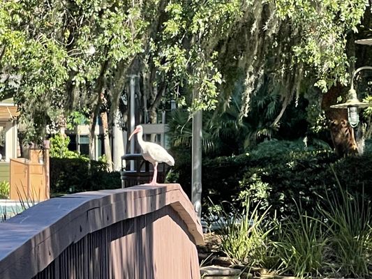 Sawgrass Marriott Golf Resort & Spa by null