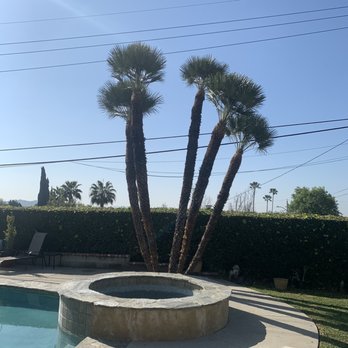 Artistic Tree Services Corp. - Palms trimmed - Tree Services Near Me Artistic Tree Services Corp. - Palms trimmed - Tree Services Near Me