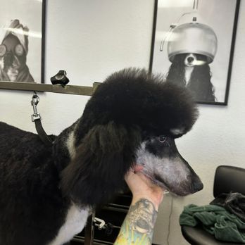 Roman’s Empire - Pet Groomers Near Me - Folsom, California Roman’s Empire - Pet Groomers Near Me - Folsom, California