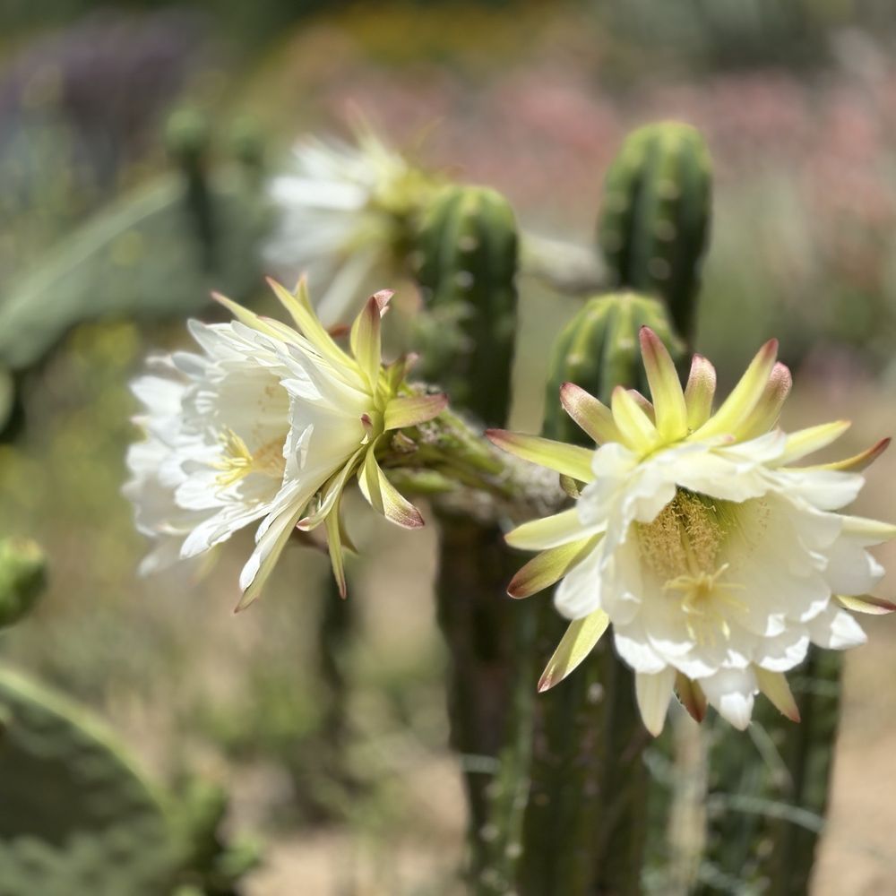 TOP 10 BEST Tulip Field in Vista, CA - Updated 2026 - Yelp