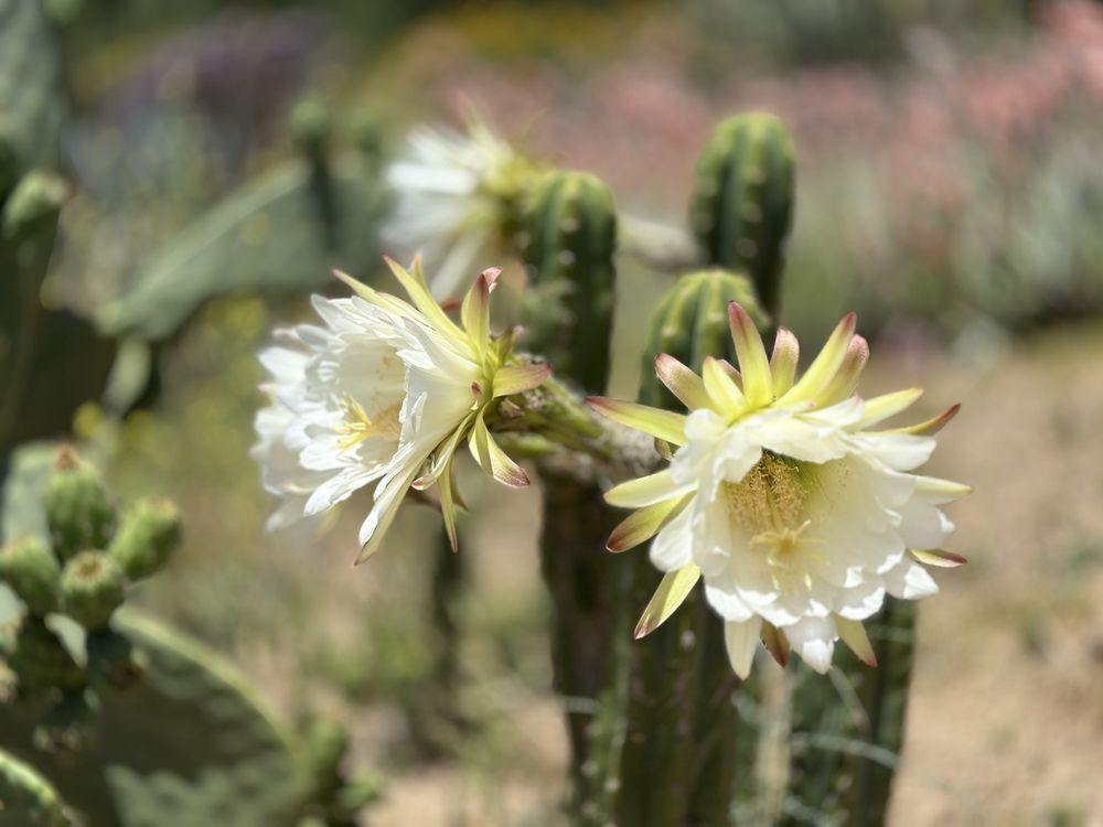 Rose Haven Heritage Garden