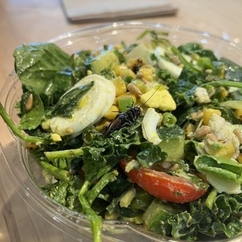 Evergreens - Big bug in my salad - Salad Near Me - Beaverton, Oregon Evergreens - Big bug in my salad - Salad Near Me - Beaverton, Oregon