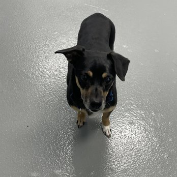 Nevada SPCA - This was his Mug shot before he was rescued - Animal Shelters Near Me - Las Vegas, Nevada Nevada SPCA - This was his Mug shot before he was rescued - Animal Shelters Near Me - Las Vegas, Nevada