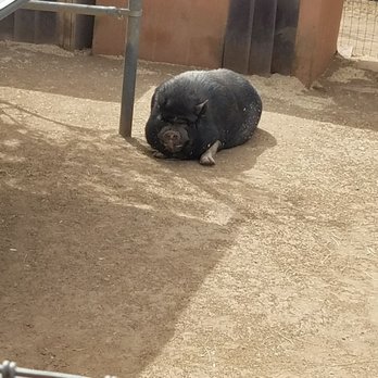 Heritage Park Zoological Sanctuary - A pot belly pig - Zoos Near Me - Prescott, Arizona