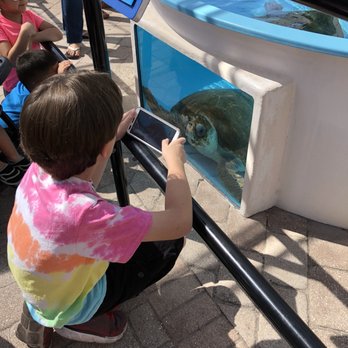 Loggerhead Marinelife Center - Community Service/Non-Profit Near Me - Juno Beach, Florida Loggerhead Marinelife Center - Community Service/Non-Profit Near Me - Juno Beach, Florida