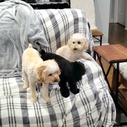 k-9 cleaners