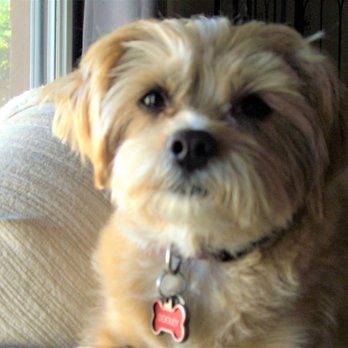 Value In Pets - Dooley--another great grooming job from Road Dawg! - Pet Groomers Near Me Value In Pets - Dooley--another great grooming job from Road Dawg! - Pet Groomers Near Me