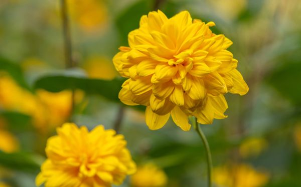 The Butchart Gardens by null