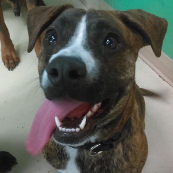 Wags N Wiggles - Our dog is always happy and healthy while there. - Pet Groomers Near Me - Springfield, Ohio